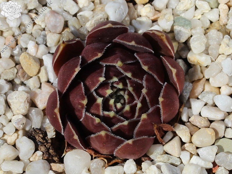 Russisches Roulett / Jovi