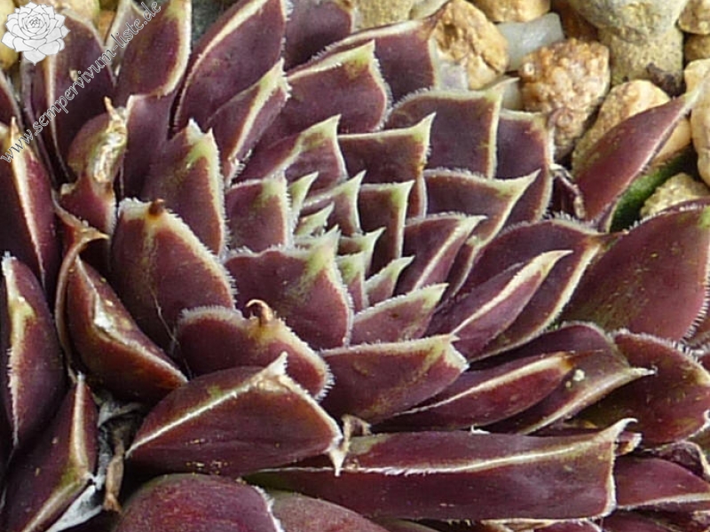 Russisches Roulett / Jovi