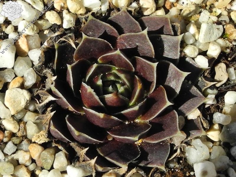 Russisches Roulett / Jovi