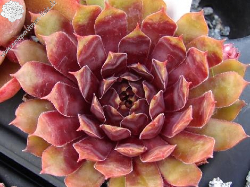 Purple Dazzler