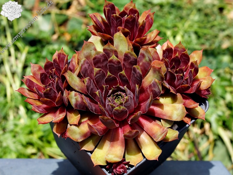 Purple Dazzler