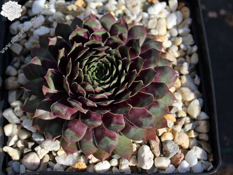 Purple Dazzler