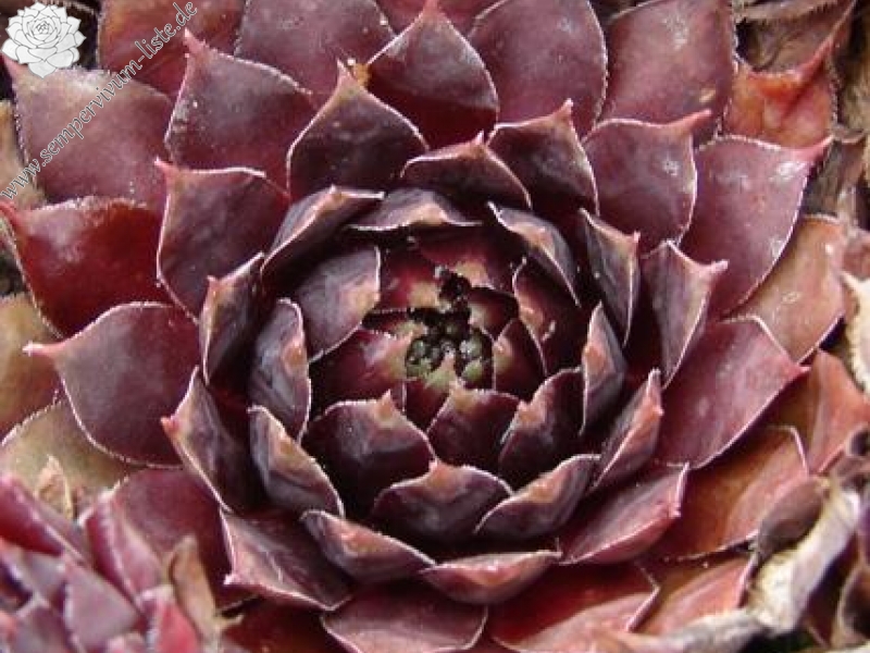 Purple Dazzler