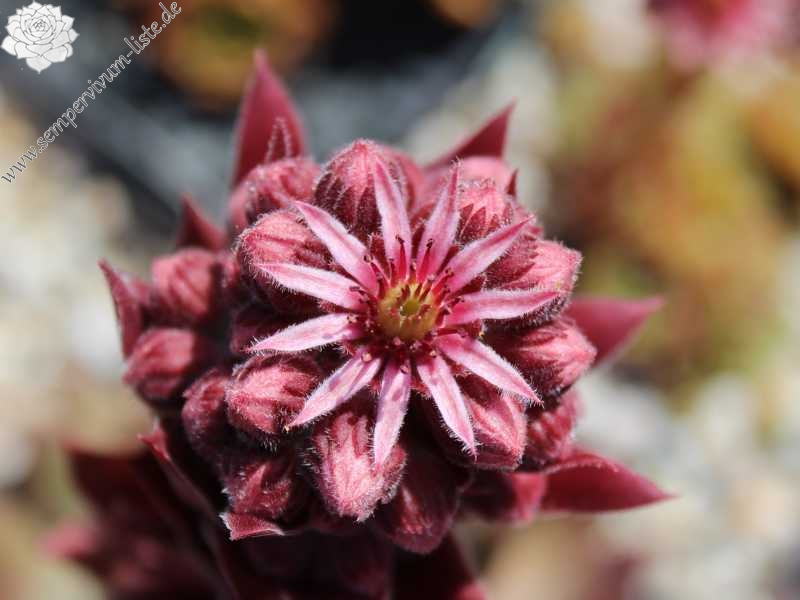 Purple Dazzler