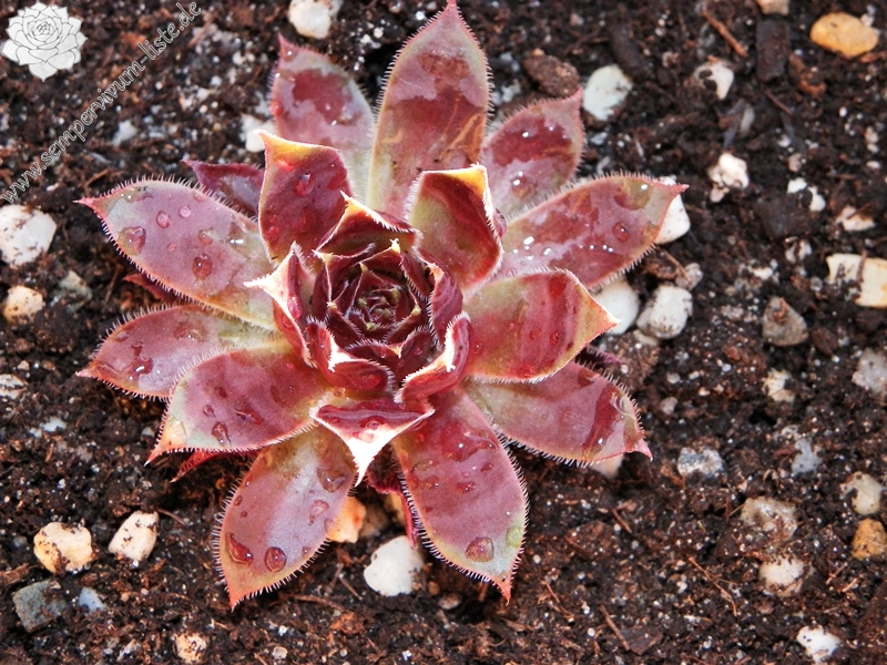 Purple Dazzler