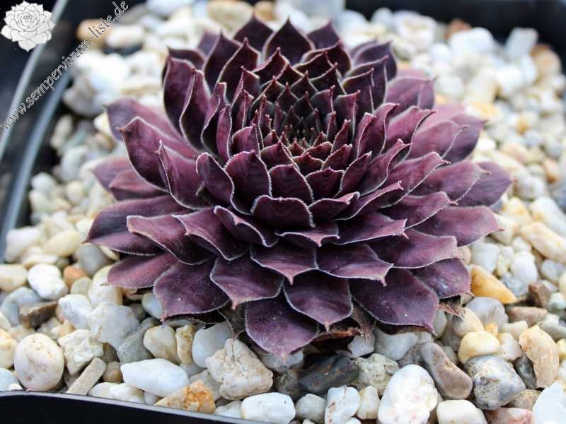 Purple Dazzler