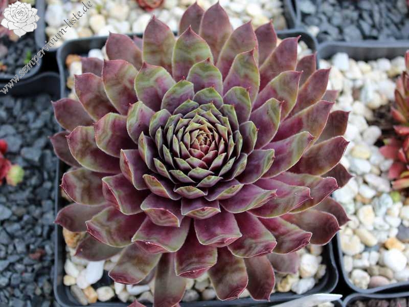 Purple Dazzler