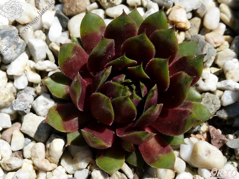 Purple Dazzler