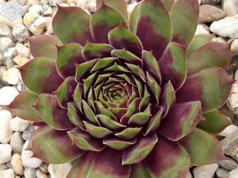 Purple Dazzler