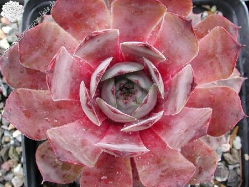 Pseudoornatum