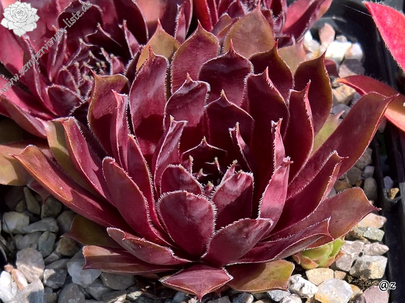 Red Tempeste