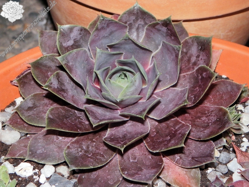 Pseudoornatum