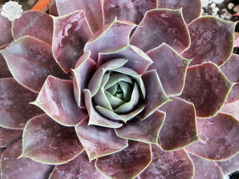 Pseudoornatum