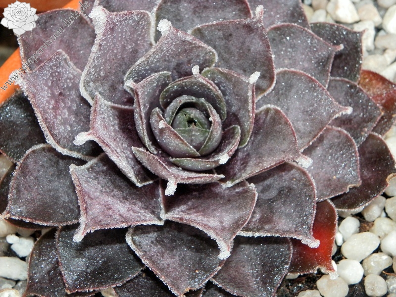Pseudoornatum