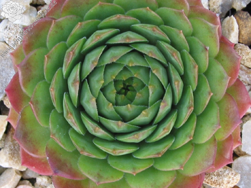 Rotund