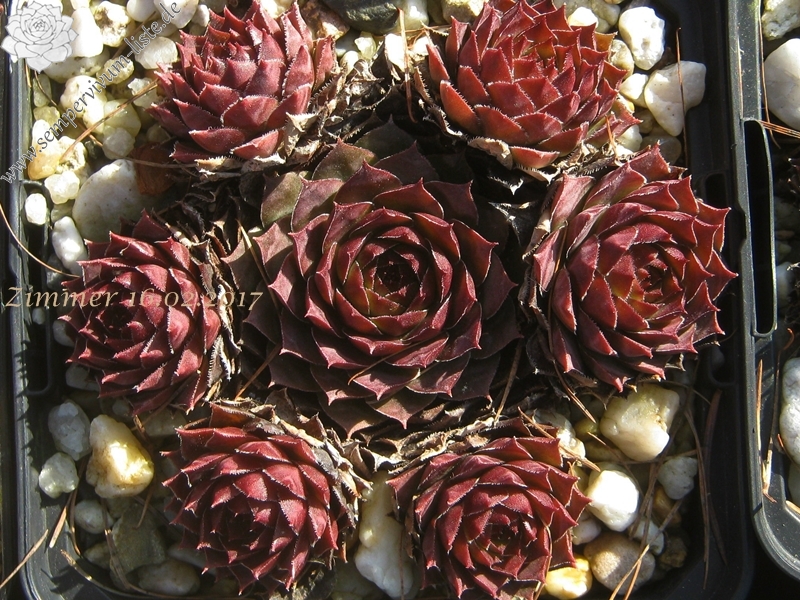 Purple Bronze