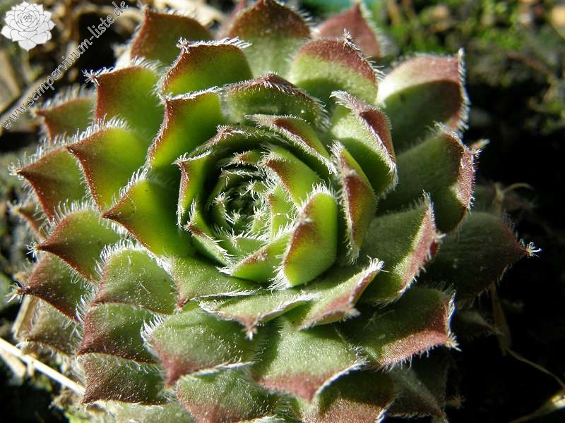 Valira