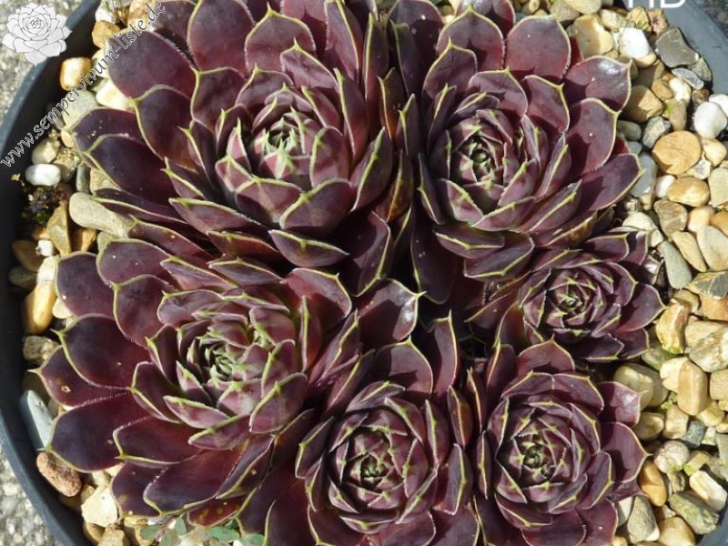 Romaine / Jovi