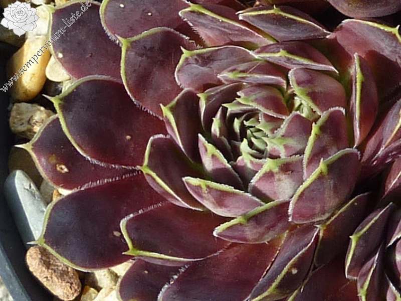 Romaine / Jovi