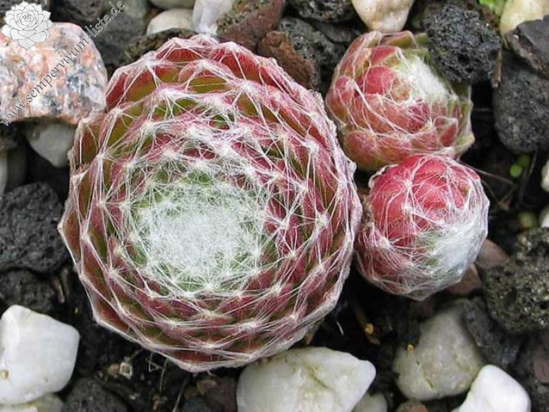 Pfälzer Spinnennetz