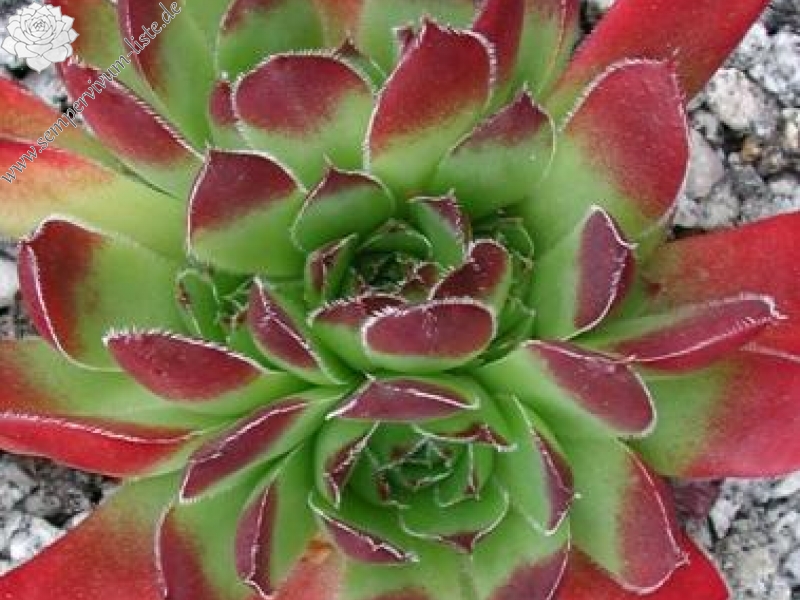 Reginae Amaliae / Jovi