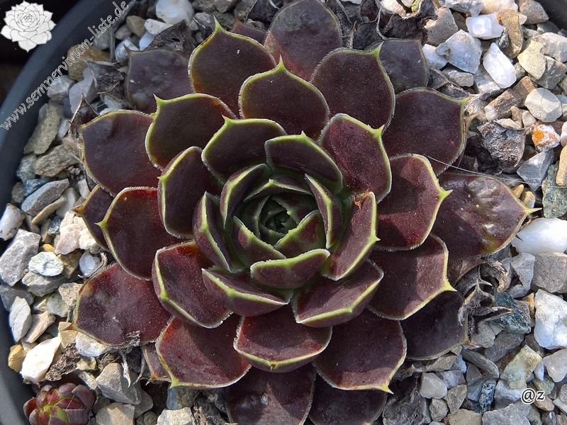Romaine / Jovi