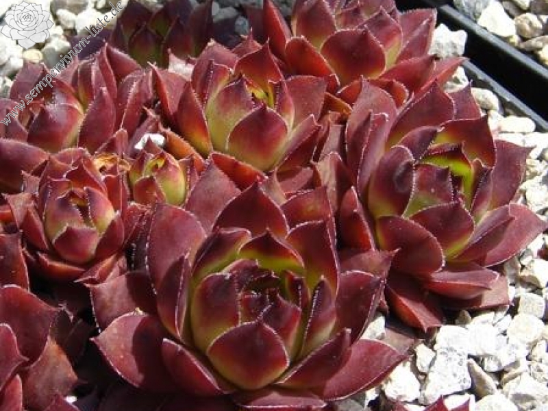 Purple Bronze