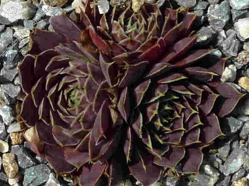 Romaine / Jovi