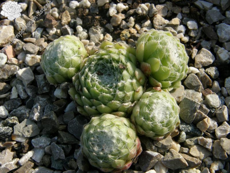 Pfälzer Spinnennetz