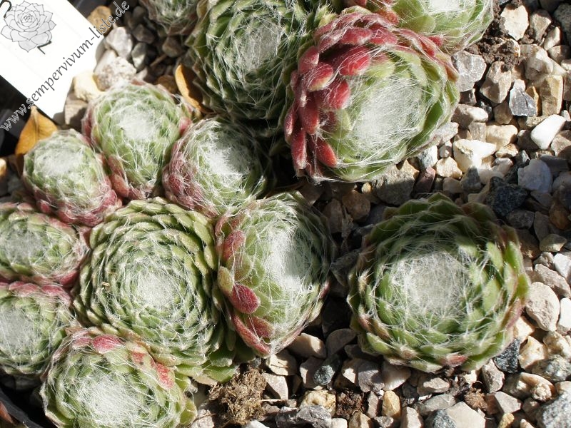 Pfälzer Spinnennetz