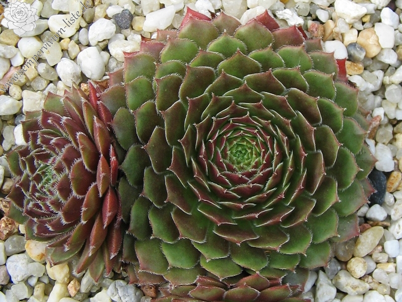 Valira