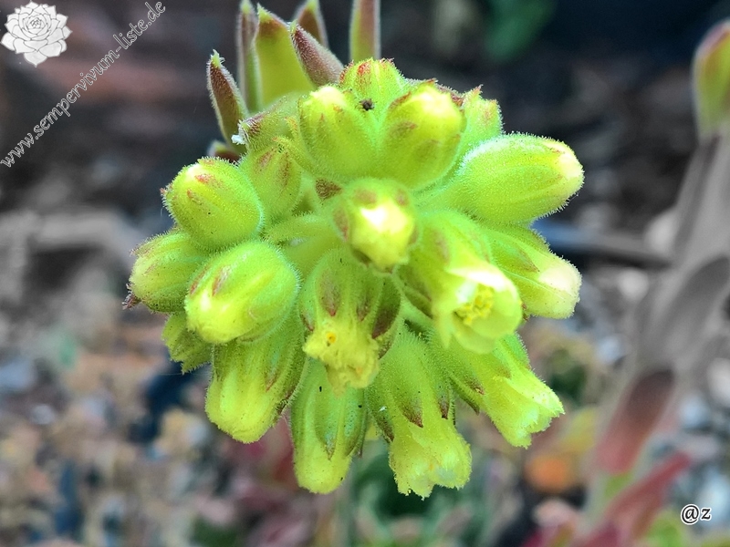 Rosette Kokette / Jovi
