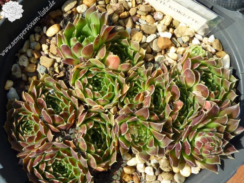 Rosette Kokette / Jovi