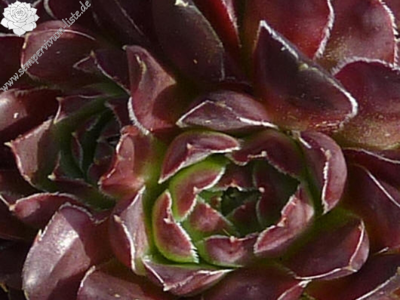 Pfälzer Burgunderrose / Jovi