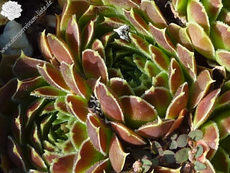 Rosette Kokette / Jovi