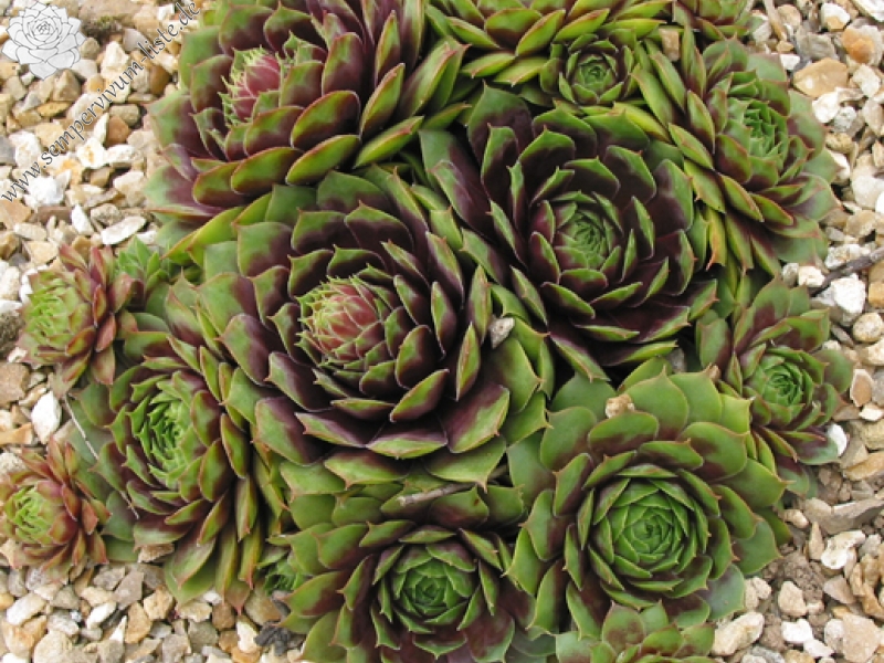 Rubra Ray
