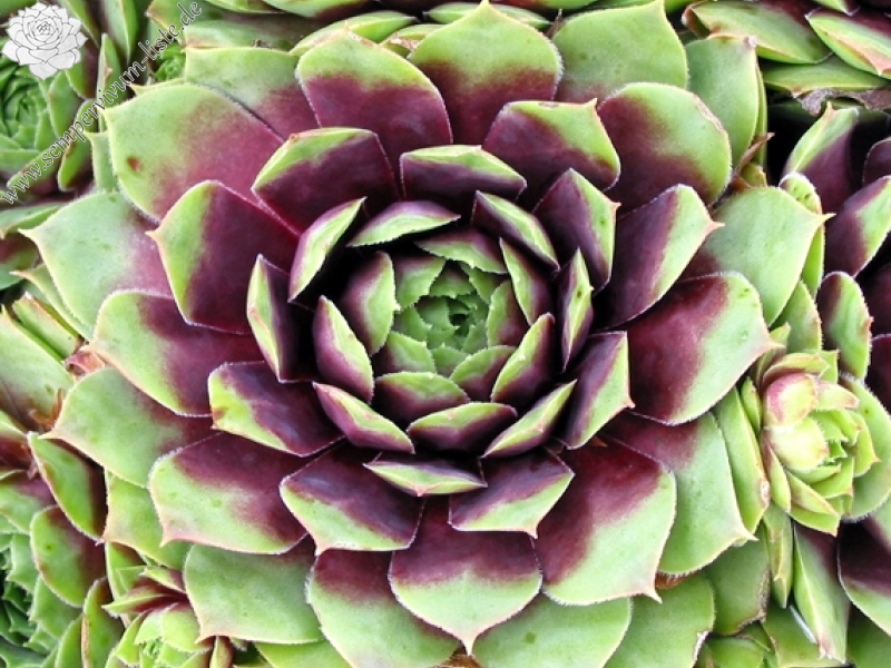 Rubra Ray