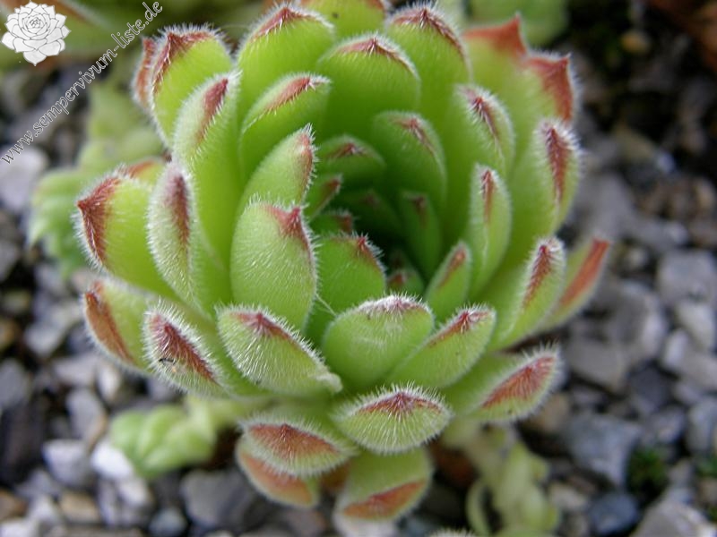 Westchester Seedling