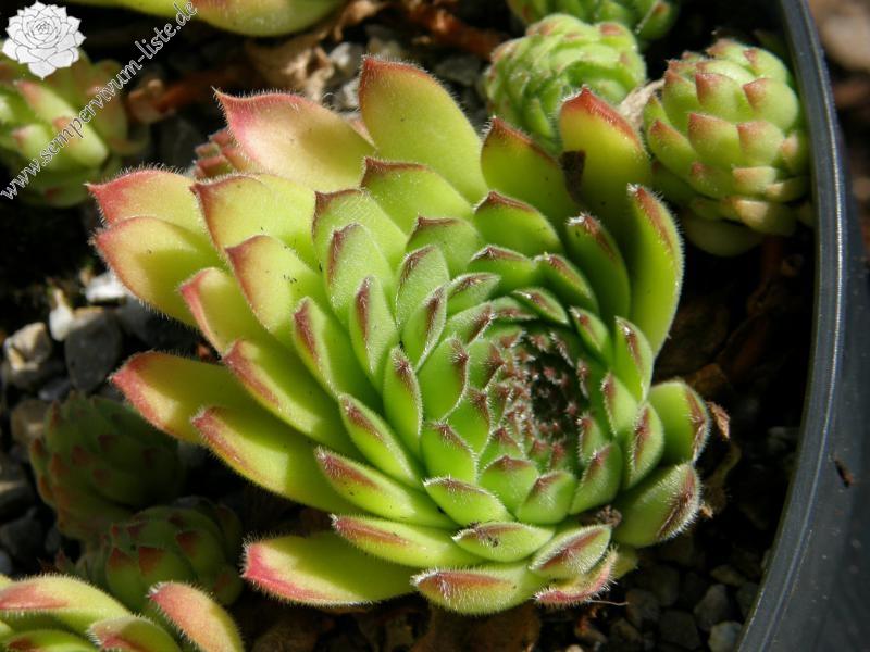 Westchester Seedling