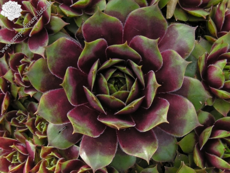 Rubra Ray