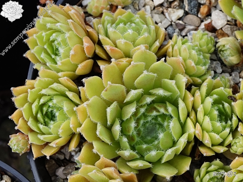 Virpi