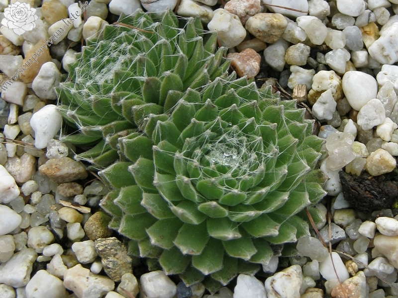 Rosenstolz