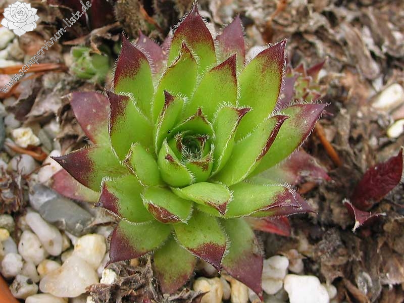 Pfälzer Buwe