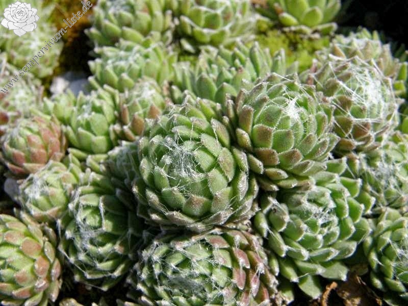 Rosenstolz