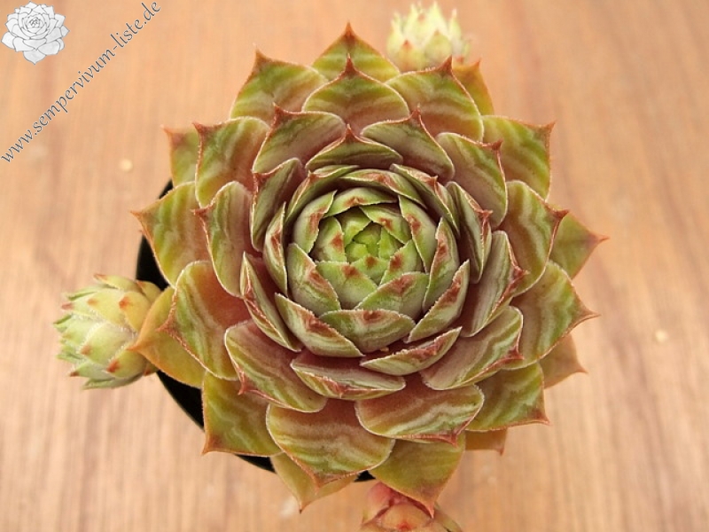 Watermelon Rind