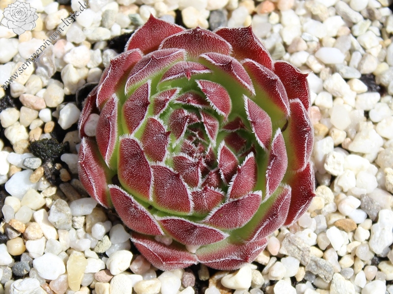 Vaya con Dios / Jovi