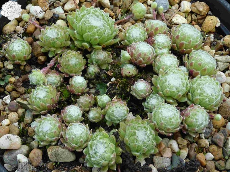 Rosenstolz