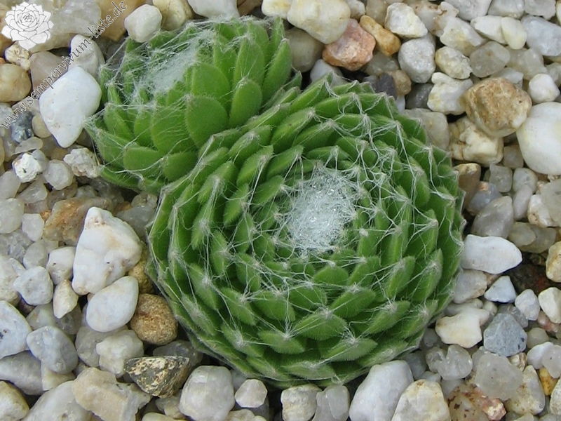 Rosenstolz