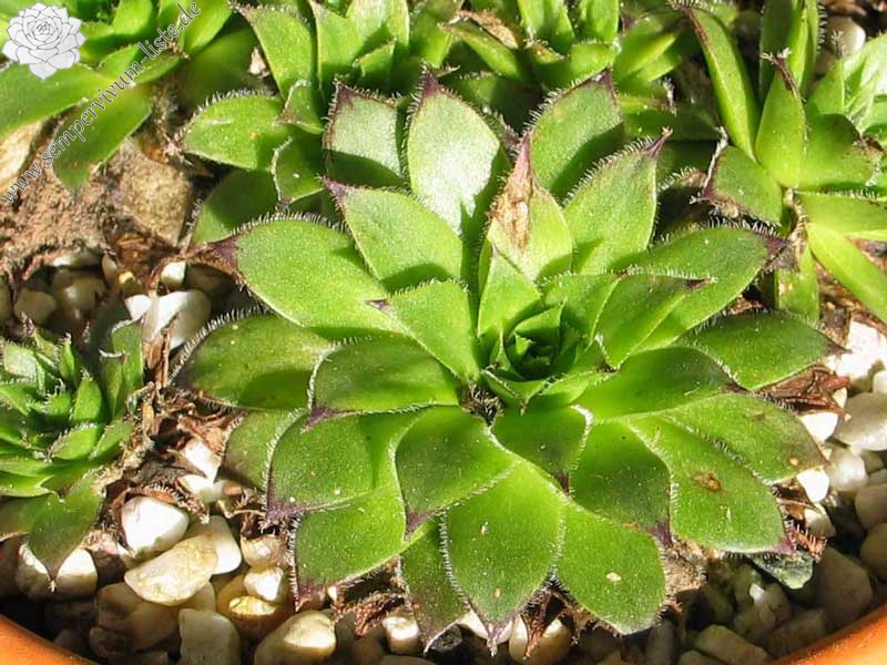 Pfälzer Buwe