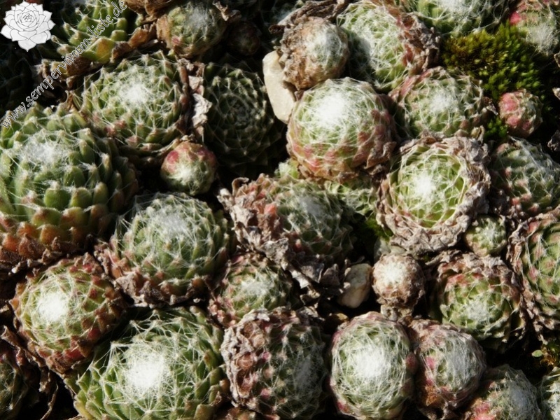 Rosenstolz